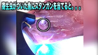 寄生虫がいる魚の身に電流を流すと。。。#shorts