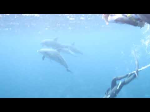 御蔵島　ドルフィンスイム　dolphin　swim　mikura tokyo japan