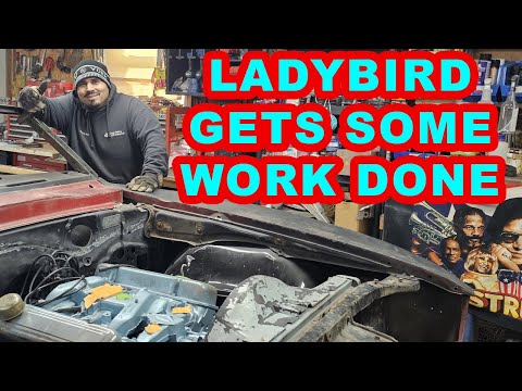 Lady Bird get some work done on her