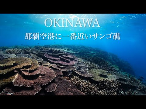 Snorkeling at Kitanashiro Beach in Okinawa ｜シュノーケリング@沖縄本島北名城ビーチ