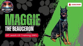 Maggie | Beauceron | 3 Week Board & Train