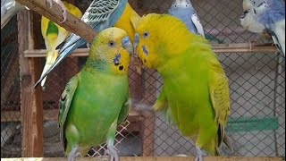 Meal Completion Parakeet's Budgerigars Fight Attack #larkanasindh #birds #budgries #lovebirds birds