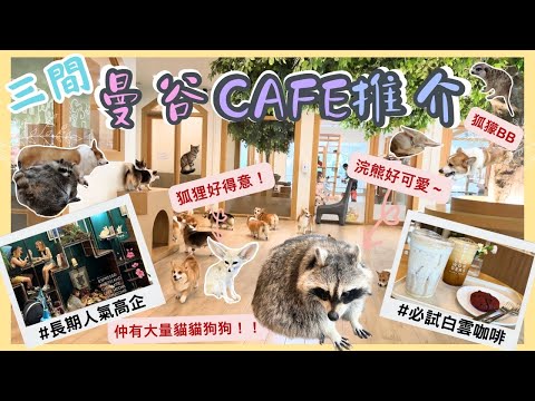 【泰國曼谷🇹🇭】必去Cafe超推薦☕️🍪｜文青風Everyday Wonders Cafe📖｜🐲龍頭咖啡🥢｜🐾Little Zoo Cafe 🦊🐶🐱｜曼谷動物Cafe｜曼谷2023