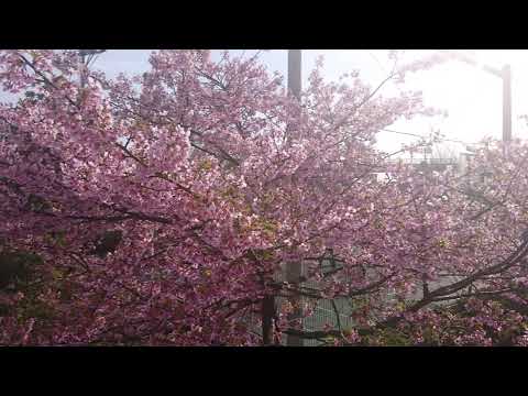 横浜青葉区の河津桜と菜の花～農村地帯にて