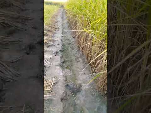 ধানক্ষেত😍😘#paddy#paddyfield#nature#village#shorts#youtubeshort#youtubeshort#videos