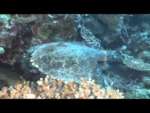 VoliVoli Beach Resort, Fiji. Ra Divers Diving