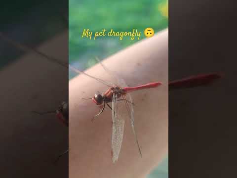 My pet dragonfly 🙂