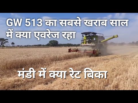 gw 513 वेराइटी गेहूं की कटाई ।एवरेज क्या रहा।