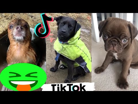 tiktok funny video || fun_superfast