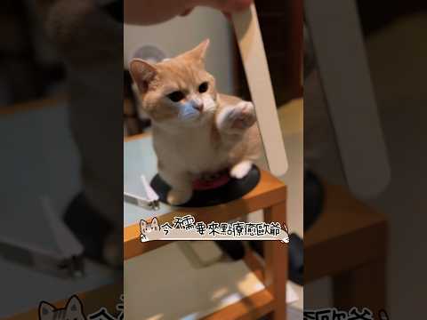 療癒小貓咪 #zm物理治療師 #cat