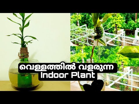 വെള്ളത്തിൽ വളരുന്ന Indoor ചെടി ||Lucky Bamboo ||Dracaena Sanderiana