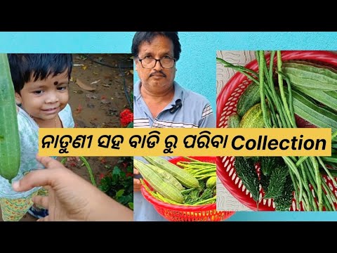 ନାତୁଣୀ ସହ ବାଡି ରୁ ପରିବା Collection@basanta_sir_kitchengarden#youtube#viral#kitchengarden#farming