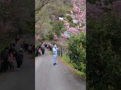 拉拉山中巴陵櫻木花道