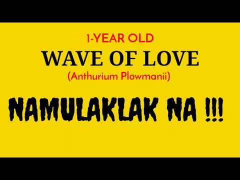 1 YEAR OLD WAVE OF LOVE, NAMULAKLAK NA by ANAK BUKID