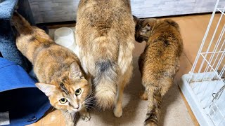 寒いのに換毛期！？スッキリな柴犬にすり寄る子ども猫姉妹