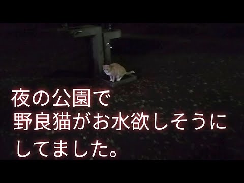 夜の公園に運動しにいったら人懐っこい野良猫が喉が乾いたとアピールしてました🐾#猫 #野良猫 #cat