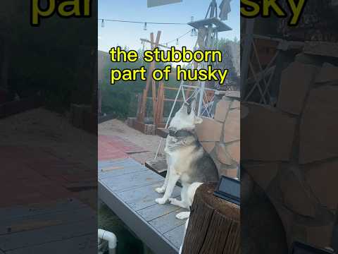 Stubborn huskies attention, lots of work ￼