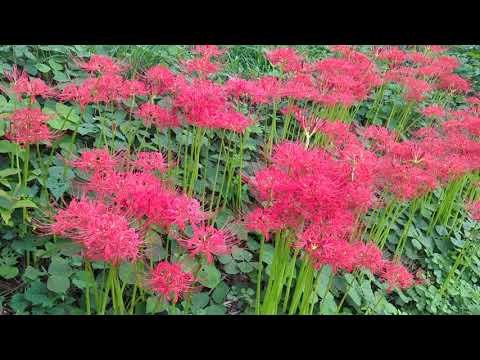 【Red spider lily　彼岸花】　岐阜県山県市（やまがたし）　2024年10月2日（水）　　Gifu-Japan