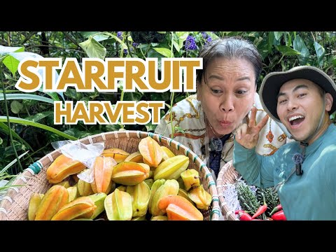 Mama Judy & Son Harvesting Startruit & HOW TO grow them yourself ⭐️