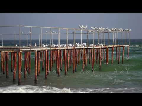 Gulls on the iron pier on the sea.