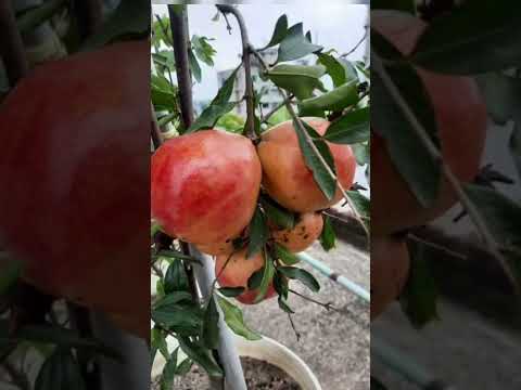 Organic way to growth Pomegranate🔥#food#art #asmr #tiktok #nature #organic #farming #shorts #bangali