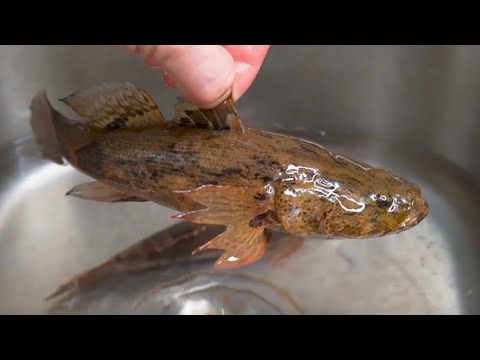 順德名菜 鮮花椒蒸 筍殼魚👍名貴淡水魚👈處理敲門技巧超講究