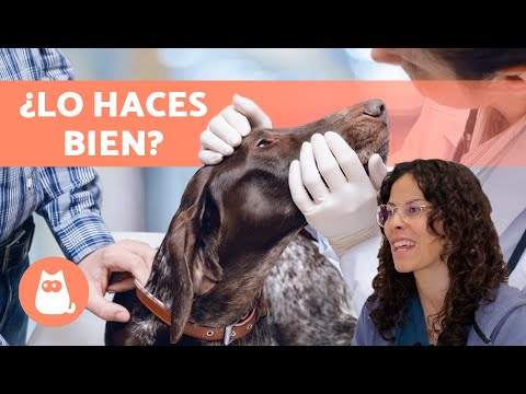 ¿Cómo LIMPIARLE los OJOS a un PERRO? 🐶👁️ (Frecuencia y Productos)