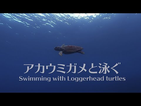 Snorkeling with Loggerhead Turtles in Okinawa（シュノーケリング@沖縄）