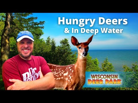 I'm In Deep Water & Deers Came To Me - Travel & Attractions | Maverickhayes.com