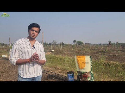 How to apply SunCarbon BioChar in Avocado Plantation | +91-6268643227 | Indo Israel Avocado Vlog 160