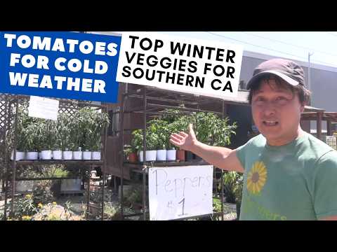 Best Tomatoes That Fruit in Mild Cold & Top Veggies at this SoCal Nursery