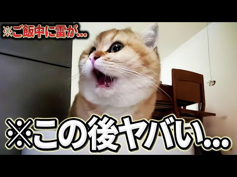 ツッコミどころ満載な猫のおもしろ動画見ようぜwwwwww⑤【2ch動物スレ】