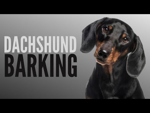 Dachshund Talking And Barking - Funny Dachshund Bark