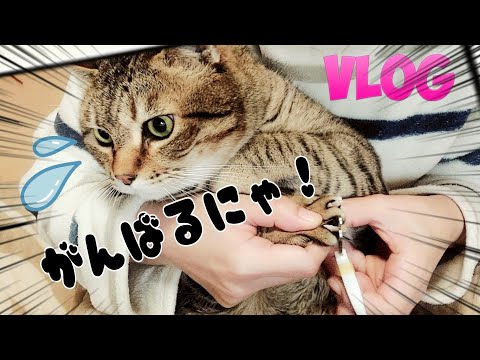 【猫動画vol.2】 爪切りが苦手なお兄ちゃん