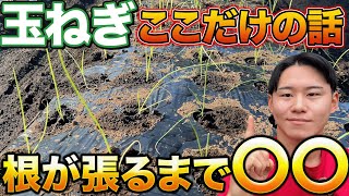 【そうだったのか】玉ねぎ定植後に〇〇するだけで簡単に栽培できるようになります