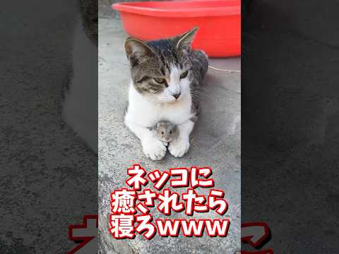 ネッコの動画で癒されたら寝ろｗｗｗ　#2ch #2ch動物スレ #2ch面白いスレ #動物 #犬 #猫 #癒やし #ねこ