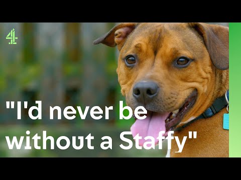 Lonely Staffy offers avalanche of affection | The Dog House 🐶 | Zeus the Staffordshire Bull Terrier