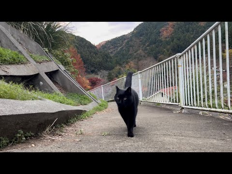 坂道で追いかけてくる黒ねこちゃん　No.８１７　に　２０２４年　１２月５日　６：００　のくろねこちゃん　black cat