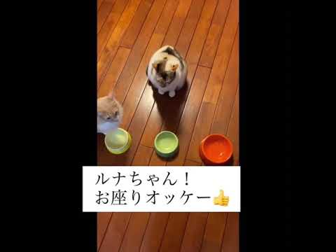 月華の猫ちゃんたち〜ご飯だよ♡