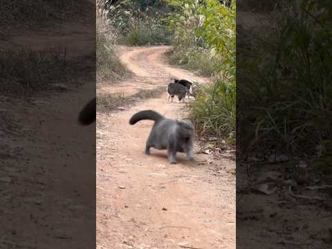 🐈‍⬛: I am the fastest #cat #meowsome #cute #meowed #kitten #meowmoew #meows #funny #pets #meowoos