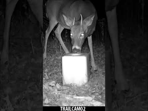 Whitetail Deer going to TOWN on this Salt Lick! 👅 #whitetaildeer #trailcamfootage #trailcamera