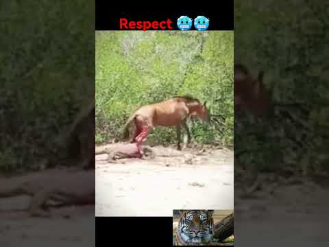 😱😱 Oh My God Komodo Dragon Attacks Horse #Respect #shorts