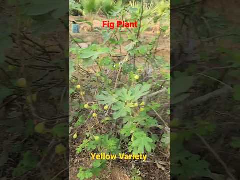 Fig Plant Yello Variety In Saudi Arabia Nurasary