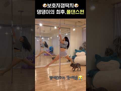 개맞음ㅠㅠ #프렌치불독 #폴댄스 #폴타혼타스 #poledance