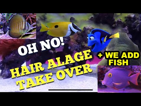 Hair Algae Outbreak! We add fish