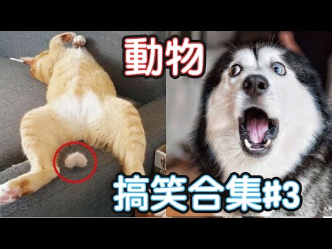 🤣2022最搞笑的寵物影片🐱🐶笑到噴飯#3/Funny Animals Video/貓/狗/cat/dog/pet/