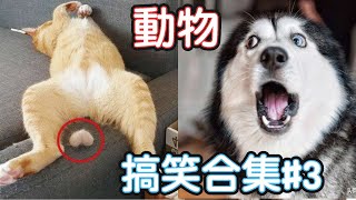 🤣2022最搞笑的寵物影片🐱🐶笑到噴飯#3/Funny Animals Video/貓/狗/cat/dog/pet/