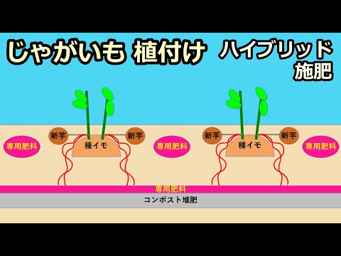 【ジャガイモ植え付け 今年もハイブリッド施肥 2022春】家庭菜園29年目 無農薬 半自給自足