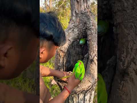 Wow parrots in laying eggs in nest Part 03 #shorts #shortsfeed #shortsviral