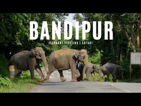 Bandipur Safari | Elephant Spotting #tigerreserve #bandipurtigerreserve #roadtrip